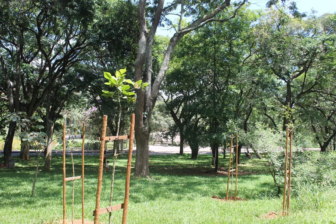 Áreas verdes do Zoológico e Jardim Botânico de BH recebem plantio de 134 mudas