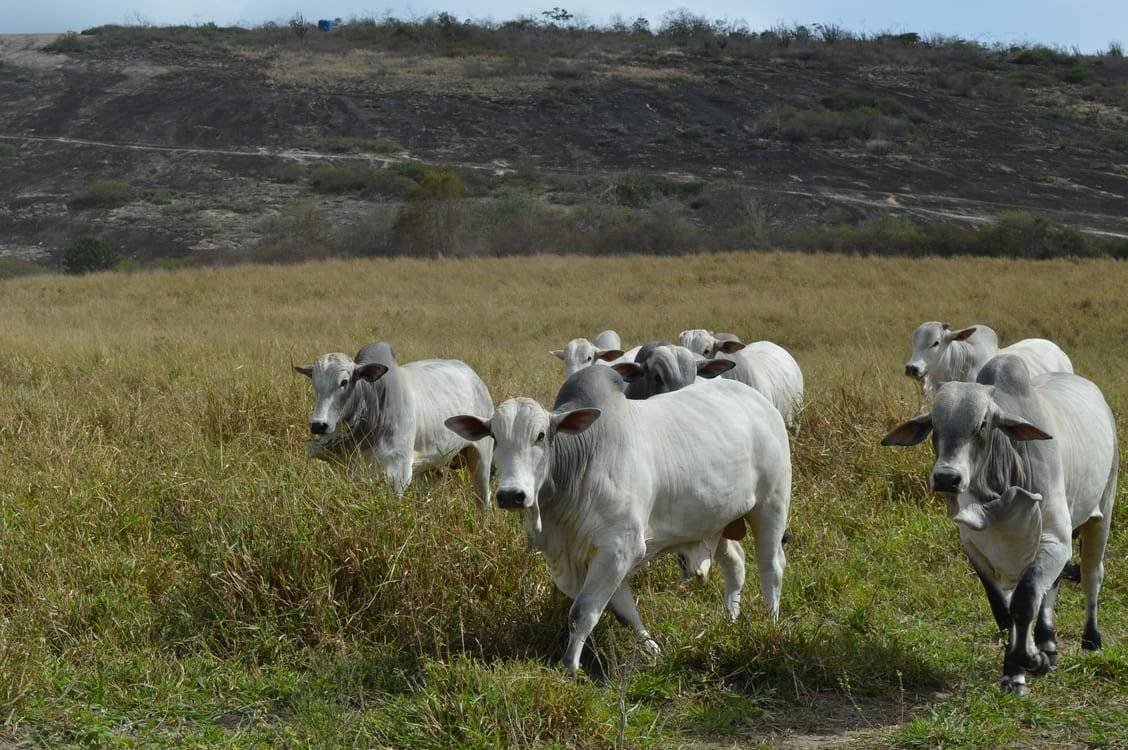Atividade pecuária no estado de Minas Gerais – uma abordagem temporal.