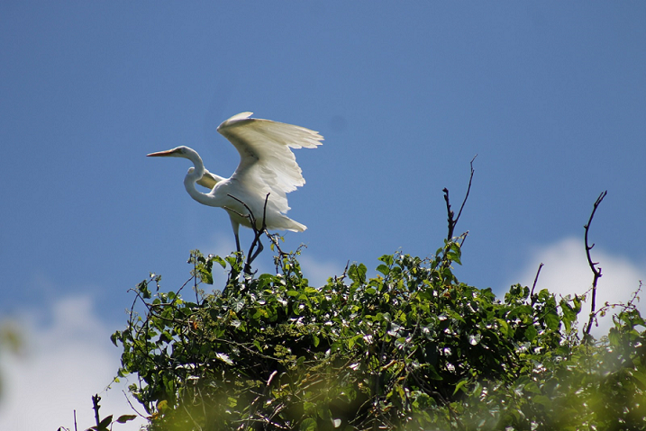 Animais silvestres de vida livre também chamam a atenção de quem visita o Zoológico e o Jardim Botânico