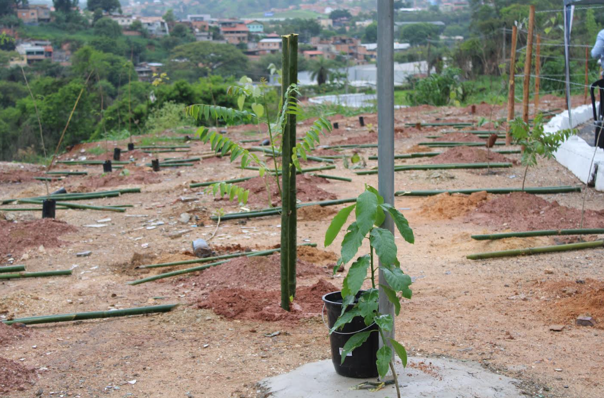 Mudas nativas serão plantadas no bairro Havaí neste sábado (7)