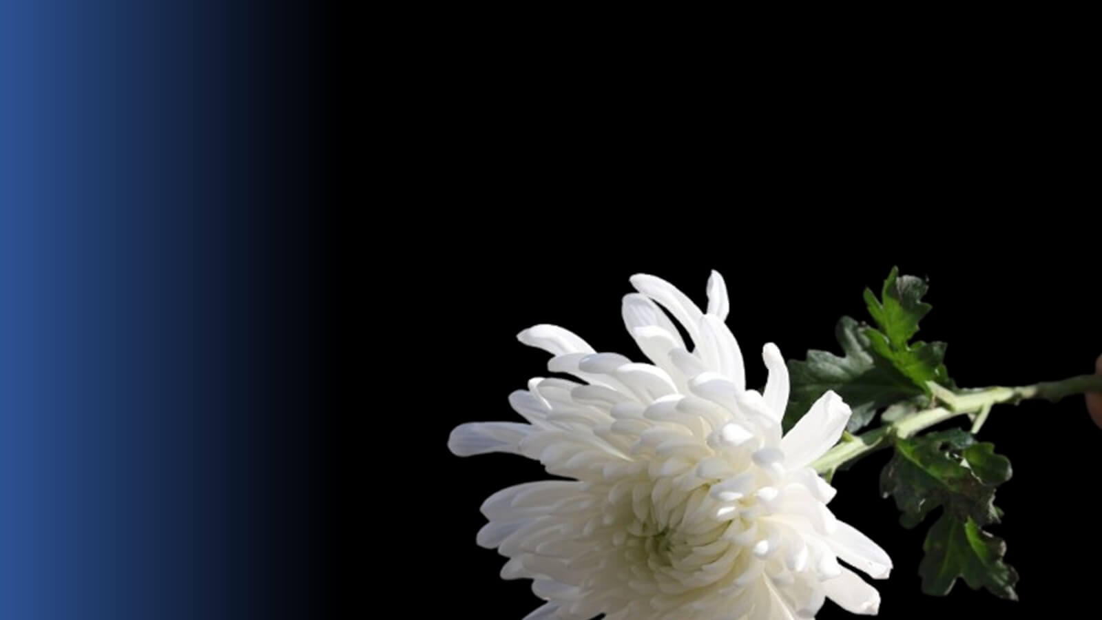 Acabaste de partir: quando alguém que amamos se vai embora