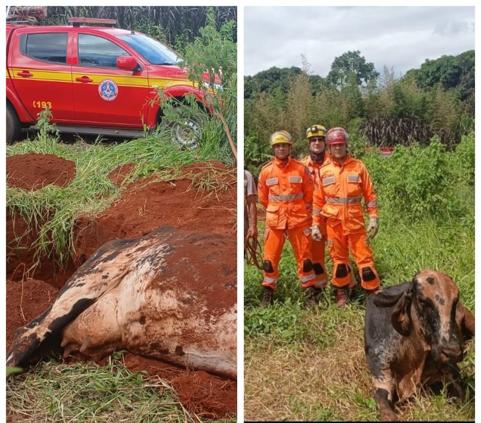Vaca cai em cisterna de três metros e é salva por bombeiros