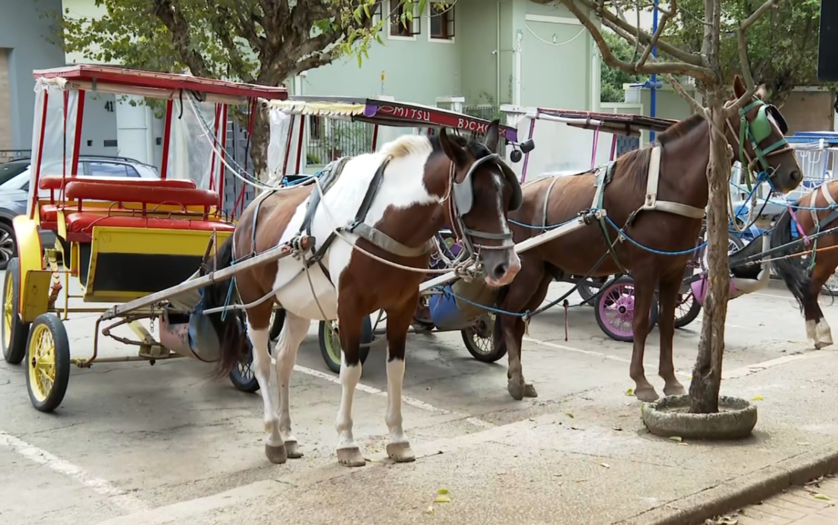 Charretes tradicionais deixam de circular em Poços de Caldas; carruagens elétricas começam a substituir serviço