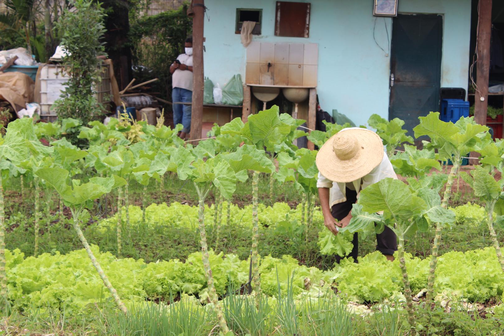 Agricultores urbanos são capacitados para a comercialização de produtos