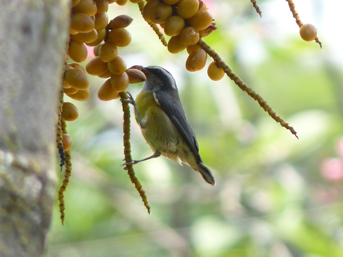 Parque do Barreiro inaugura a programação de 2026 de expedições de observação de aves