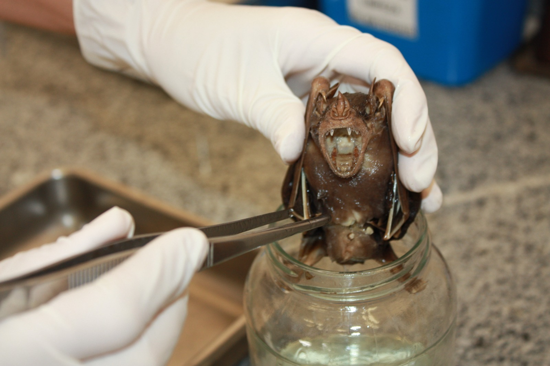 Serviço orienta população sobre os cuidados ao encontrar morcegos