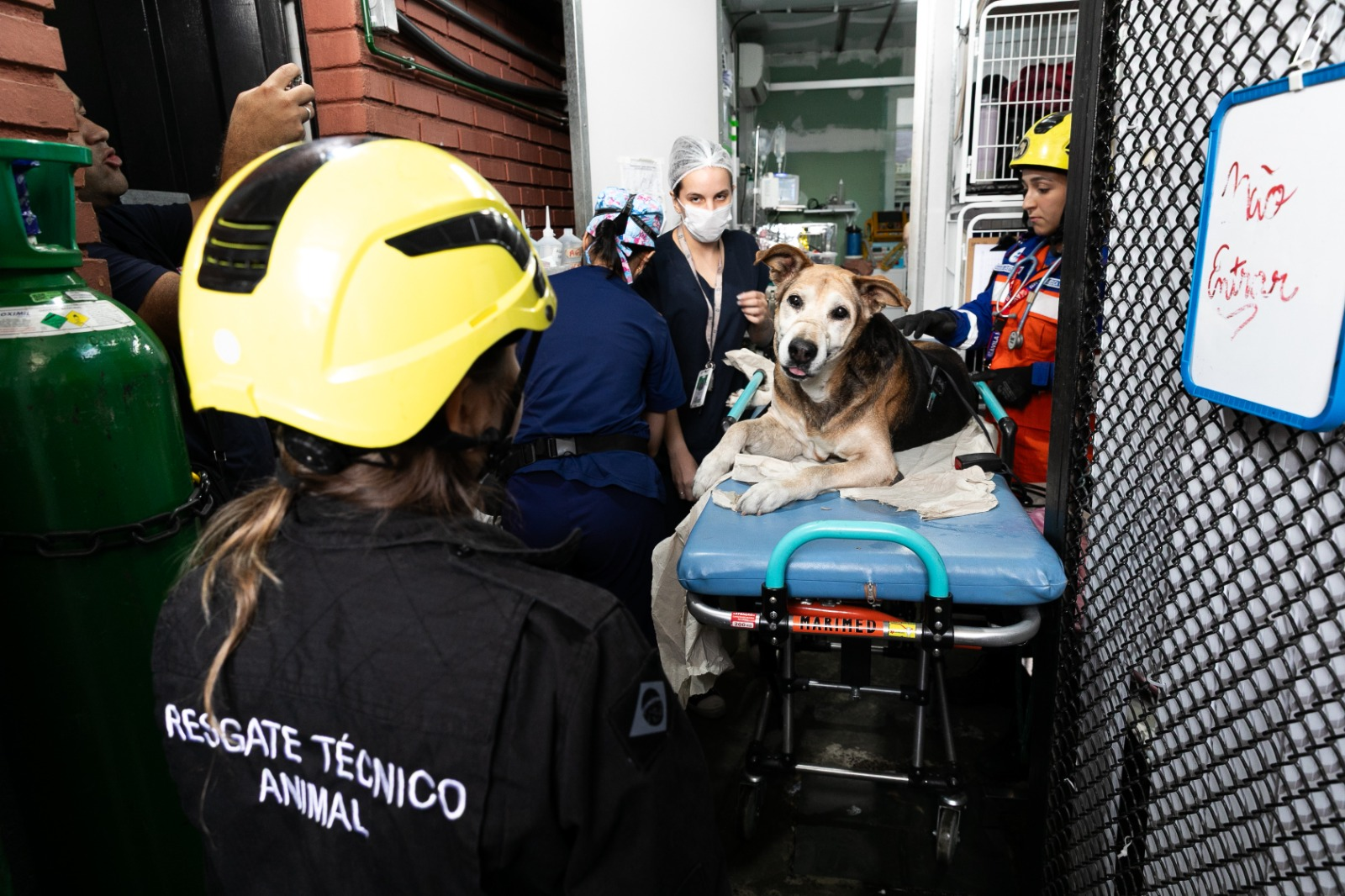 Em uma semana, SAMUVet realiza 49 atendimentos de urgência e emergência