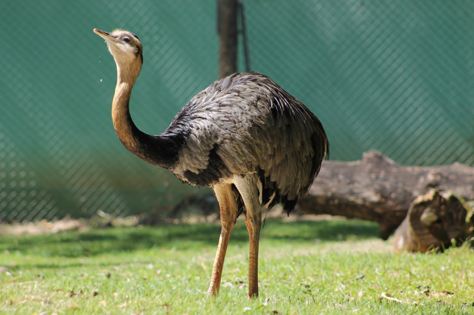 Parques e Jardim Zoológico oferecem programação especial neste feriado