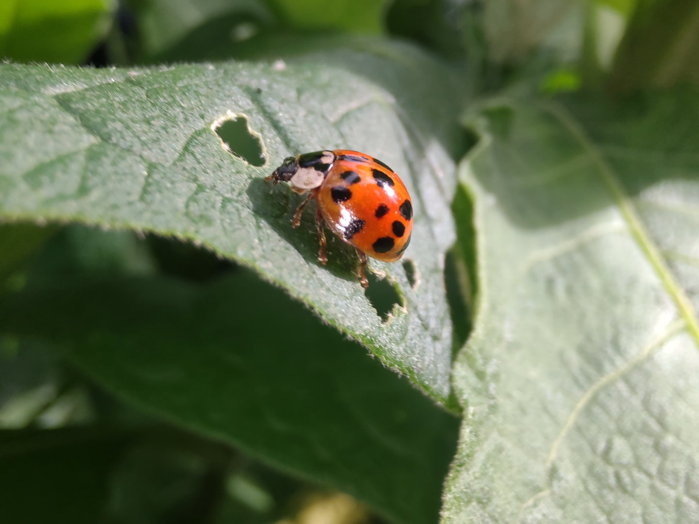 População de BH é chamada para participar de competição internacional de ciência cidadã